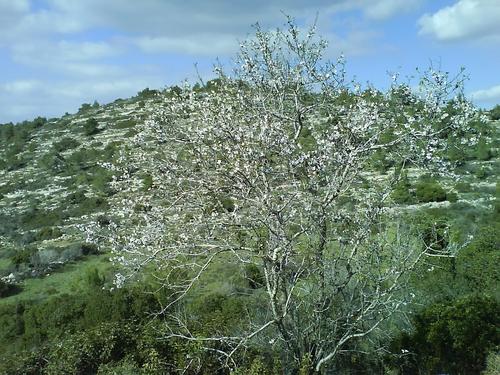 almond tree in no where